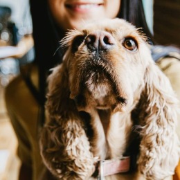a dog looking up